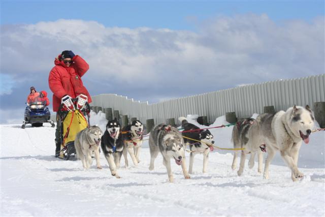 8 Dog Sled team training run 